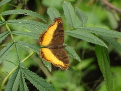 Eurytela dryope
