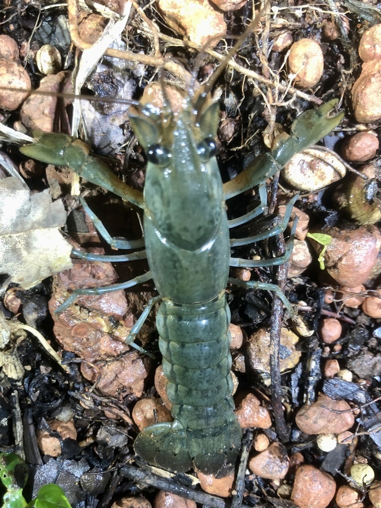 Cherax rhynchotus
