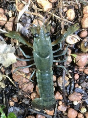 Cherax rhynchotus