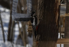 Dendrocopos major