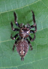 Anarrhotus fossulatus