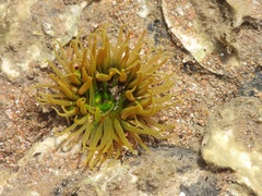 Anthopleura fuscoviridis