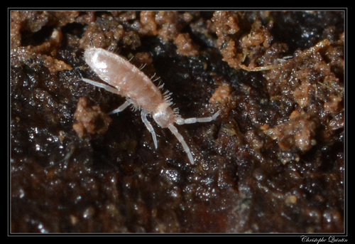 Representative image of Heteromurus