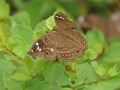 Junonia natalica