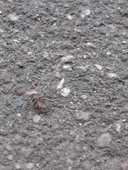 Anoscopus albifrons