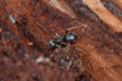 Lasius
