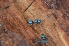 Lasius