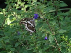 Papilio constantinus constantinus