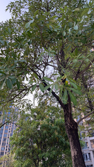 Alstonia scholaris