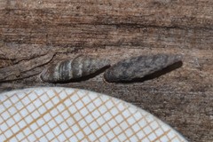 Clausilia bidentata