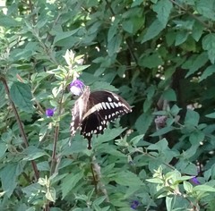Papilio constantinus constantinus