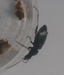 Limodromus assimilis