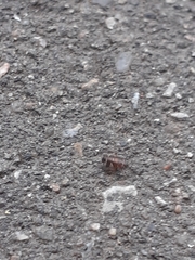 Anoscopus albifrons