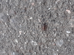 Anoscopus albifrons