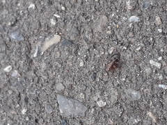 Anoscopus albifrons