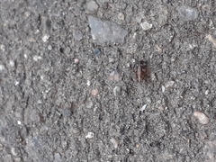 Anoscopus albifrons