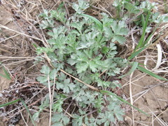 Artemisia mongolica