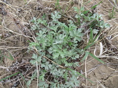 Artemisia mongolica