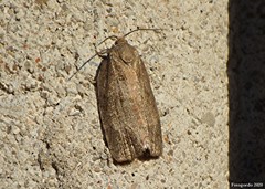 Choristoneura conflictana