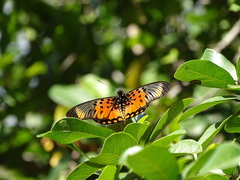 Pseudacraea boisduvalii