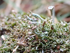 Cladonia ramulosa