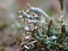 Cladonia ramulosa