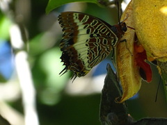 Charaxes brutus