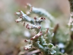 Cladonia ramulosa