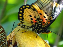 Pseudacraea boisduvalii