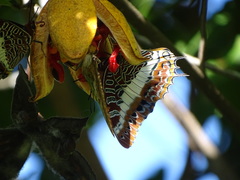 Charaxes brutus