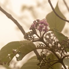 Callicarpa tomentosa