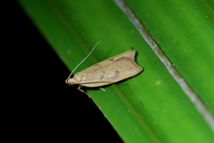 Gymnobathra