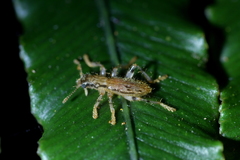 Lemidia aptera