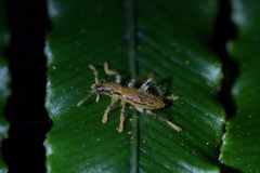 Lemidia aptera
