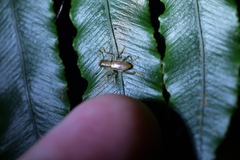 Lemidia aptera