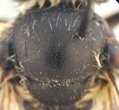 Eucera notata