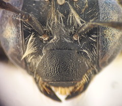 Eucera notata