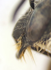 Eucera notata