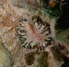 Maritigrella fuscopunctata