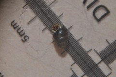 Vertigo pygmaea
