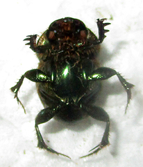 Proagoderus sapphirinus