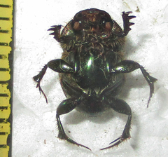 Proagoderus sapphirinus