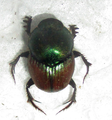 Proagoderus sapphirinus