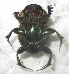 Proagoderus sapphirinus