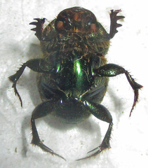 Proagoderus sapphirinus