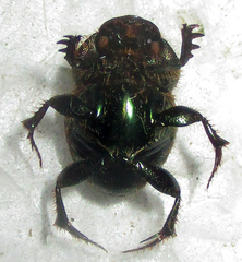Proagoderus sapphirinus