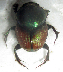 Proagoderus sapphirinus
