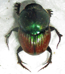 Proagoderus sapphirinus