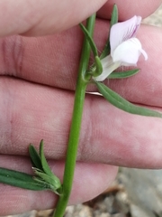 Misopates calycinum