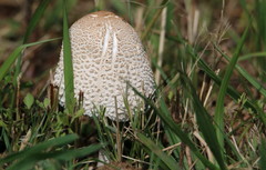 Macrolepiota zeyheri